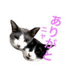 Tom ＆Deco（個別スタンプ：4）