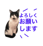 Tom ＆Deco（個別スタンプ：8）