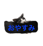 Tom ＆Deco（個別スタンプ：9）