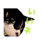 Tom ＆Deco（個別スタンプ：11）