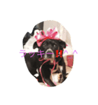 クロクロちゃん（個別スタンプ：3）
