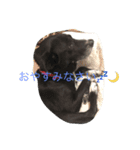 クロクロちゃん（個別スタンプ：6）