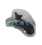 クロクロちゃん（個別スタンプ：7）