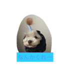 クマちゃんの仔犬たち（個別スタンプ：6）