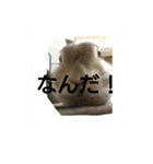 うさぎ好きのためのスタンプ（個別スタンプ：3）