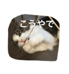 サクちゃん（個別スタンプ：31）