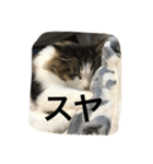 サクちゃん（個別スタンプ：38）