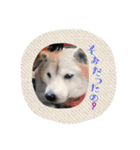 柴犬くまちゃん②（個別スタンプ：16）
