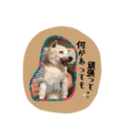 柴犬くまちゃん②（個別スタンプ：23）