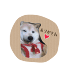 柴犬くまちゃん②（個別スタンプ：31）