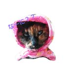 サビ猫ちび（個別スタンプ：4）