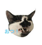 猫のこたろうつぶやきスタンプ（個別スタンプ：3）