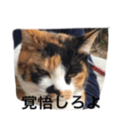 三毛猫ごぱん（個別スタンプ：1）