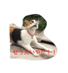 三毛猫ごぱん（個別スタンプ：2）