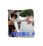 三毛猫ごぱん（個別スタンプ：3）