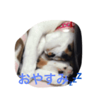 三毛猫ごぱん（個別スタンプ：4）