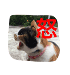 三毛猫ごぱん（個別スタンプ：5）
