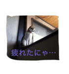 三毛猫ごぱん（個別スタンプ：6）