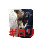 三毛猫ごぱん（個別スタンプ：7）