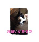 三毛猫ごぱん（個別スタンプ：8）