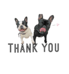 BIBIAN＆ALFRED（個別スタンプ：5）