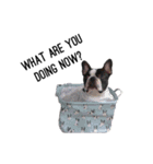 BIBIAN＆ALFRED（個別スタンプ：16）