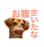 シバタと愉快な仲間たち（個別スタンプ：5）