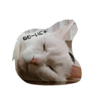 無愛想ねこ（個別スタンプ：1）