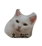 無愛想ねこ（個別スタンプ：2）