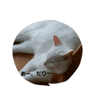無愛想ねこ（個別スタンプ：3）