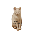 無愛想ねこ（個別スタンプ：4）