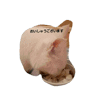 無愛想ねこ（個別スタンプ：5）