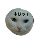 無愛想ねこ（個別スタンプ：6）