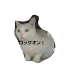 無愛想ねこ（個別スタンプ：8）