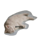 無愛想ねこ（個別スタンプ：9）