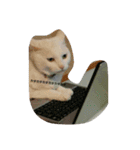 無愛想ねこ（個別スタンプ：13）