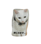無愛想ねこ（個別スタンプ：14）