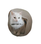 無愛想ねこ（個別スタンプ：16）