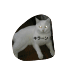 無愛想ねこ（個別スタンプ：18）