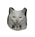 無愛想ねこ（個別スタンプ：20）
