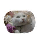 無愛想ねこ（個別スタンプ：22）