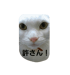 無愛想ねこ（個別スタンプ：23）