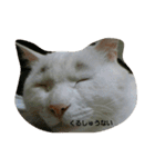 無愛想ねこ（個別スタンプ：24）