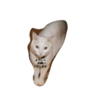 無愛想ねこ（個別スタンプ：26）