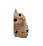 無愛想ねこ（個別スタンプ：32）