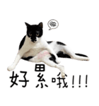 Special Edition - Cat（個別スタンプ：22）