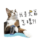 Special Edition - Cat（個別スタンプ：28）