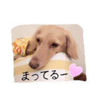 ダックスらぶ❤︎（個別スタンプ：2）