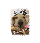 ダックスらぶ❤︎（個別スタンプ：3）