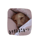 ダックスらぶ❤︎（個別スタンプ：5）